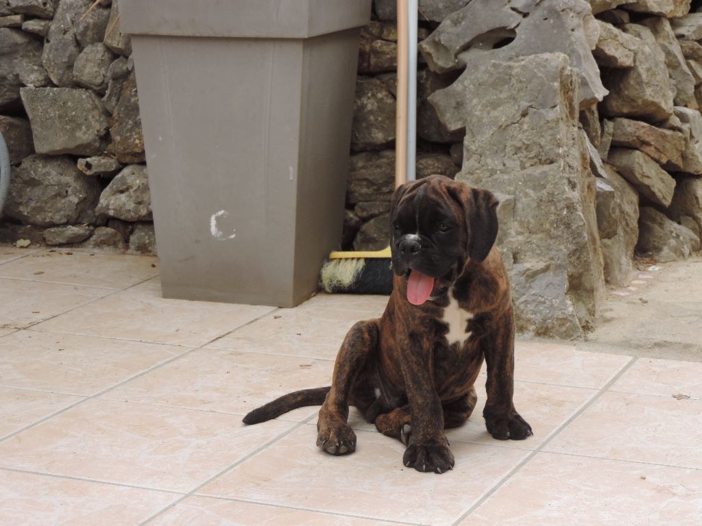 De Serre D'En Mouisset - Chiots disponibles - Boxer