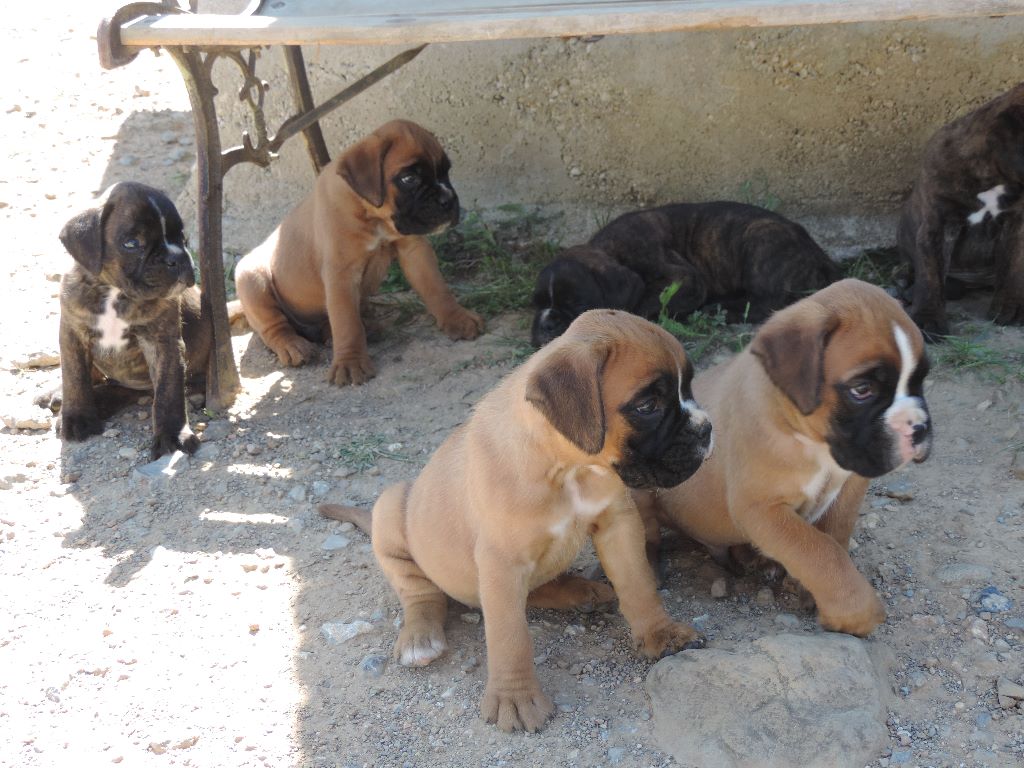 Chiot Boxer De Serre D'En Mouisset